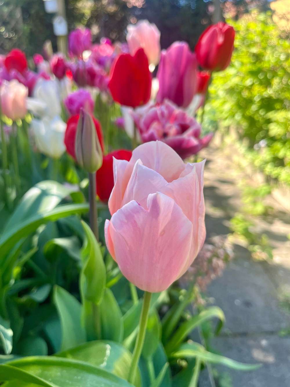 Eksklusivblanding 'Svaneke Delight'